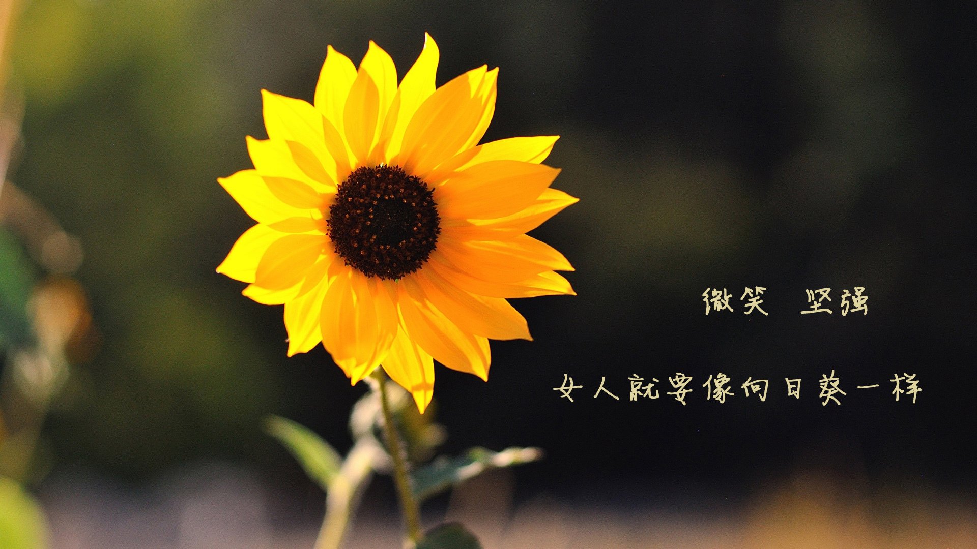 美国队在国际乒联混合团体世界杯中的整体战术分析与表现，美国乒乓球职业联赛