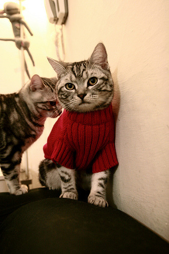 b体育网站注册-马其顿女篮在欧洲锦标赛中夺得佳绩，未来可期